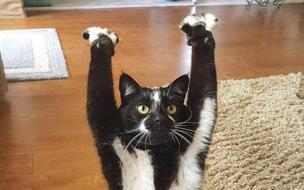 смешная кошка