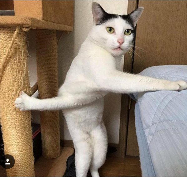 кота мем