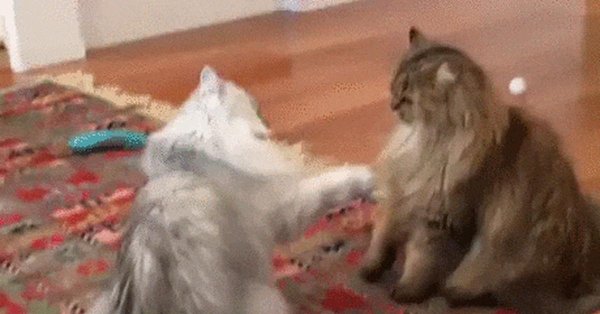 котята дерутся