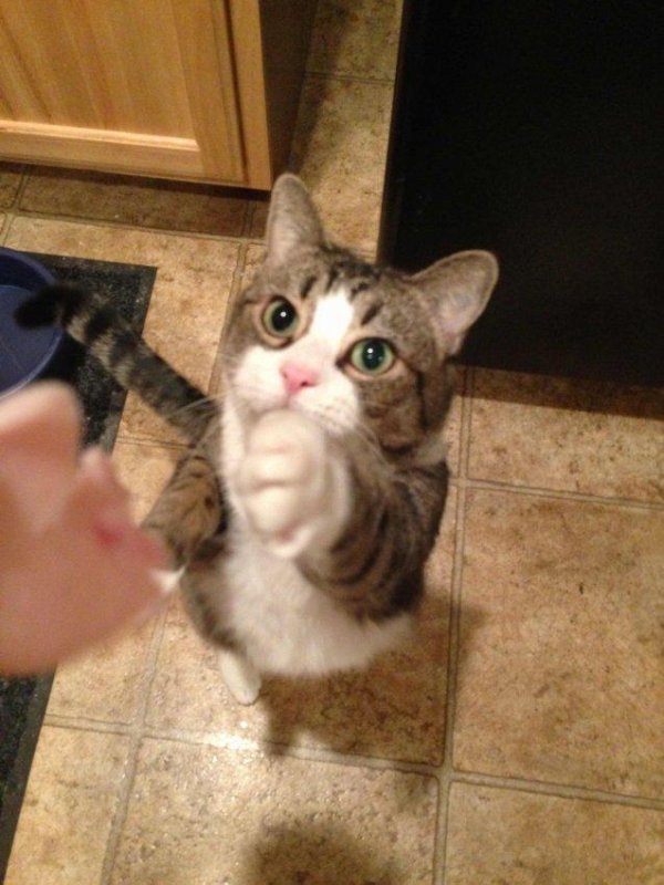 кошка смешно