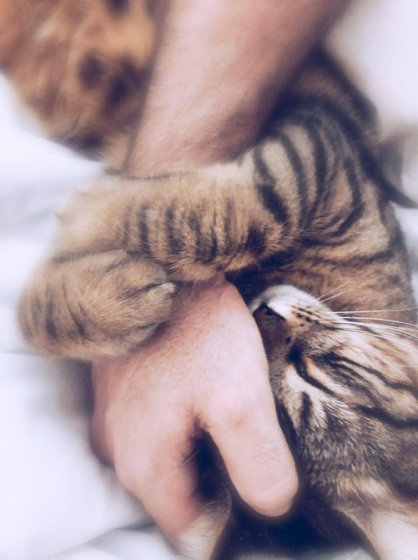 обнимающий котик