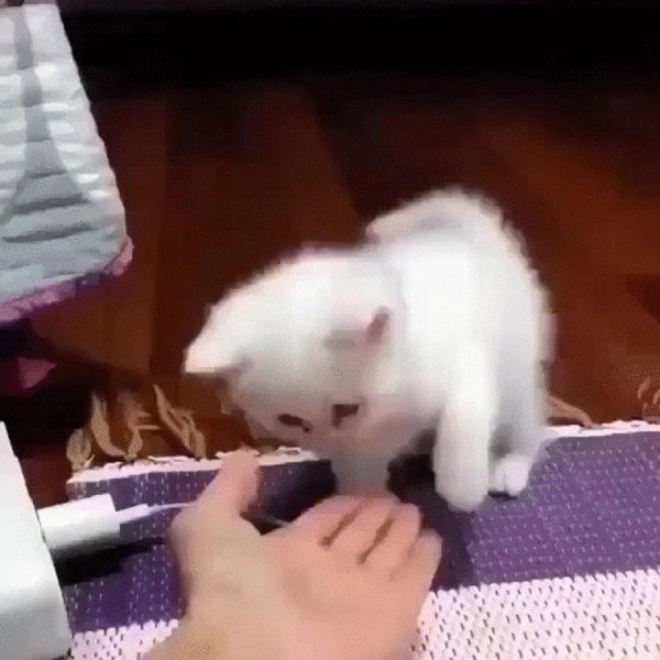 котенок смешной
