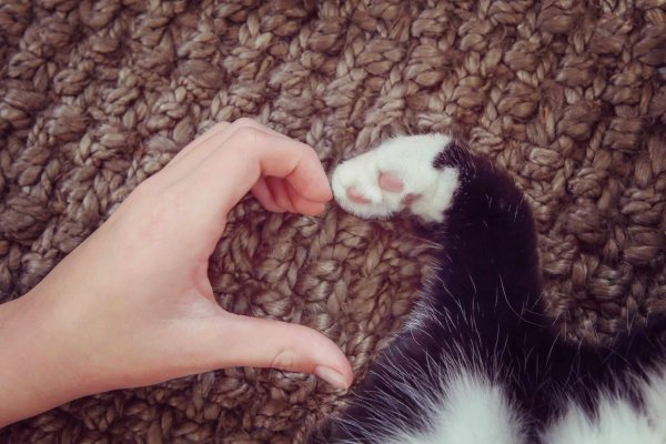 сердце из лапок кота