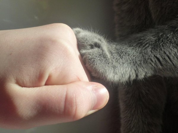 лапка котика