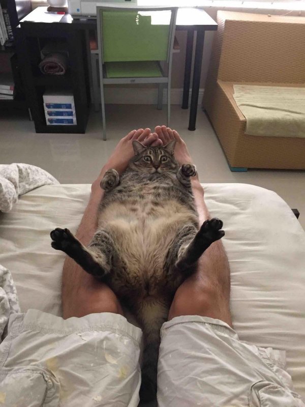 толстые коты