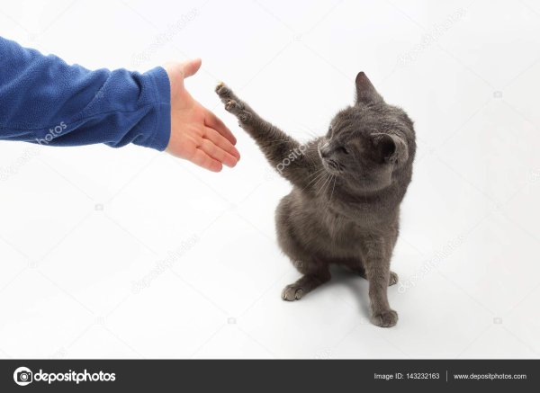 коты жмут руки