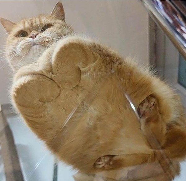 котики на стеклянном столе