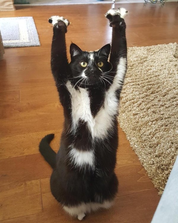 смешная кошка