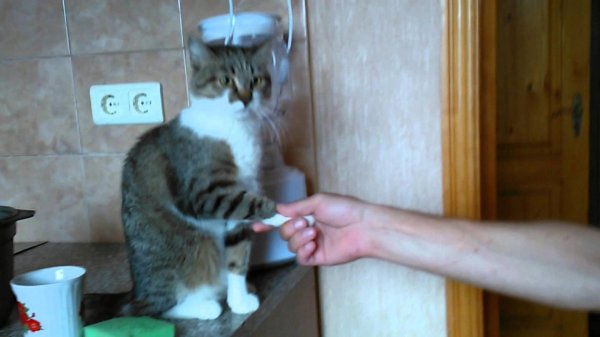 держи кота