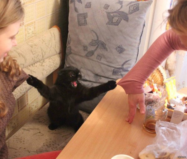держи кота