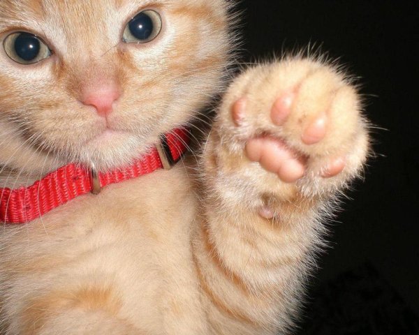 котик машет лапкой