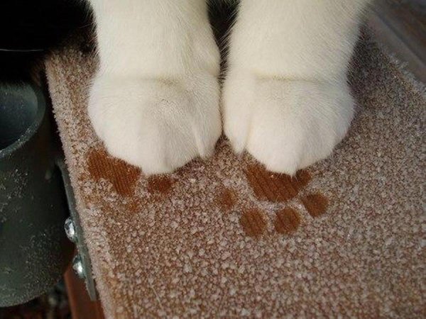 кошачьи лапы