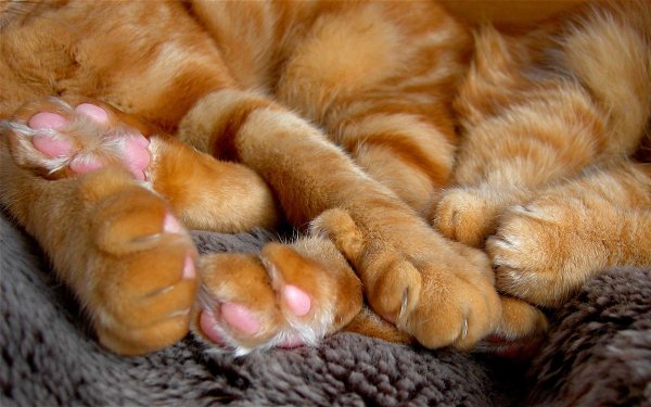 кошачьи подушечки на лапах
