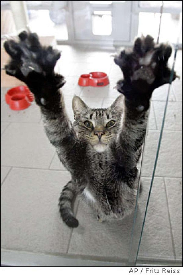 котик тянет лапки