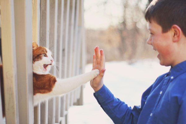 котики дерутся