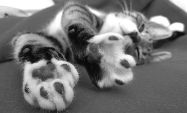 лапка котика