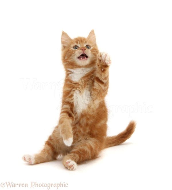 рыжего кота