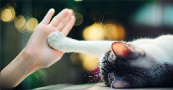 гладит кота