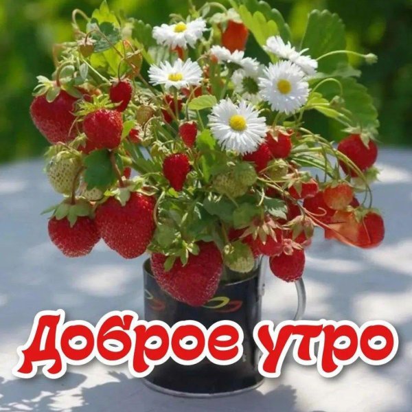 доброго летнего утра и хорошего дня