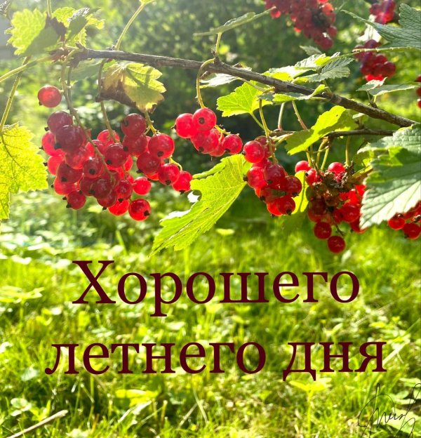 летние ягоды