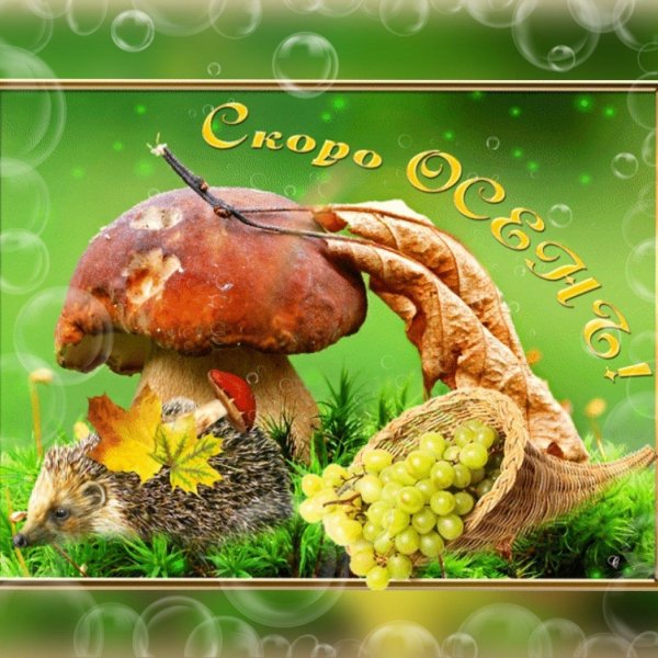 осень грибы