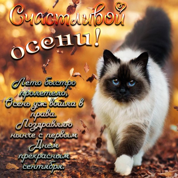 кошка осень