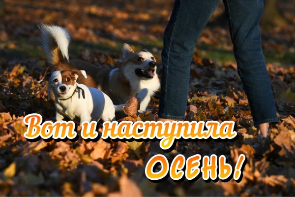 осенний корги