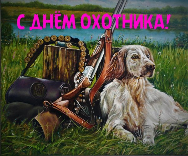 охотничья собака сеттер
