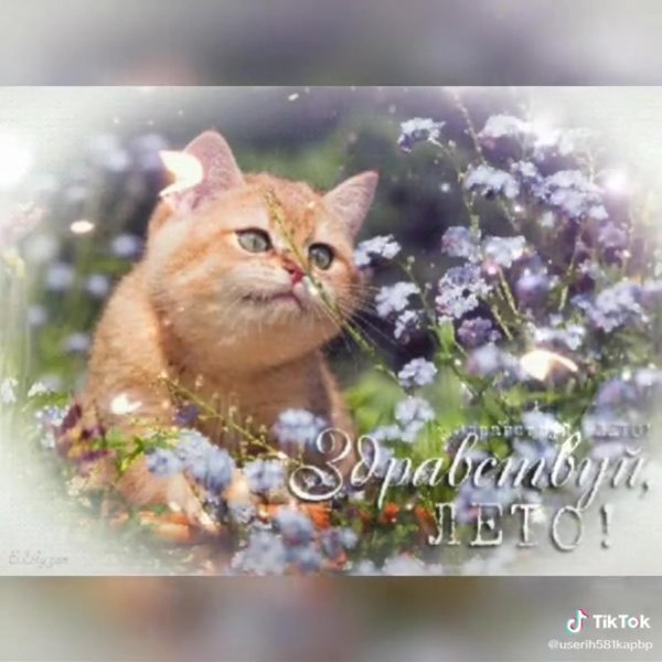 котики красивые