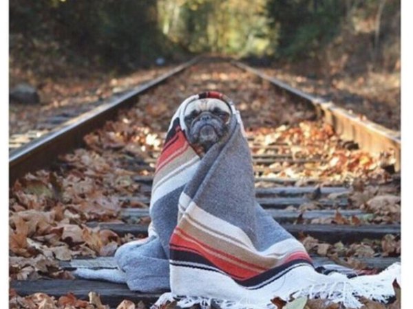 укутанная в плед