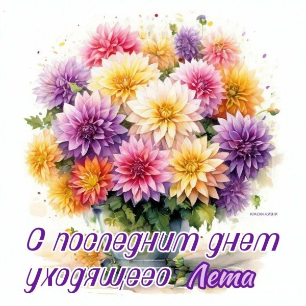 георгина букет