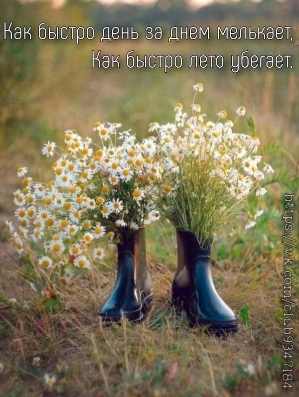 букет ромашек полевых