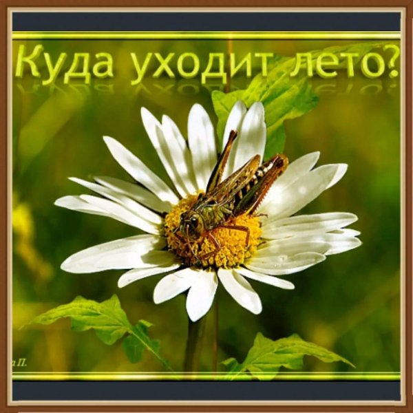 кузнечик насекомое