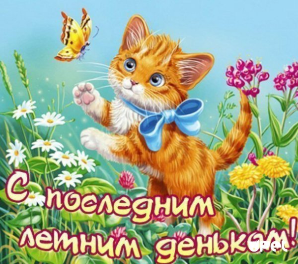 сказочные котята