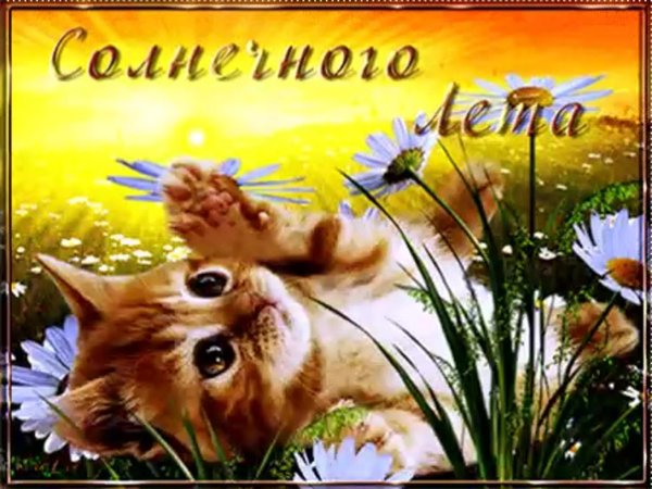 открытки летний привет