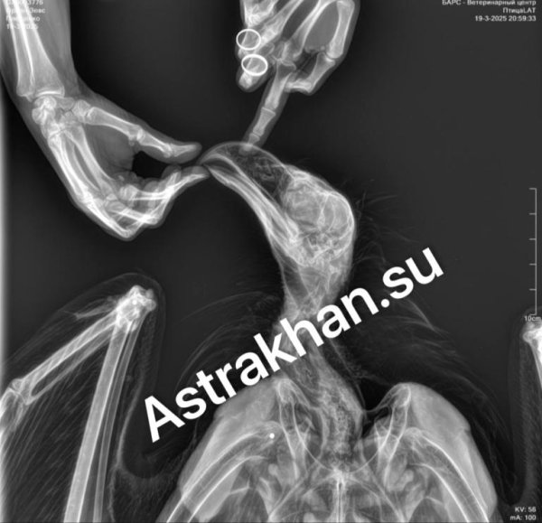 рентген птицы