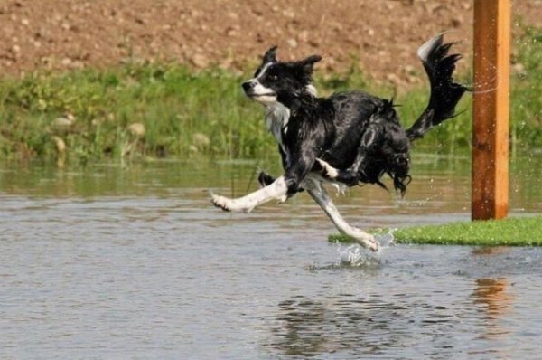 смешно бежит