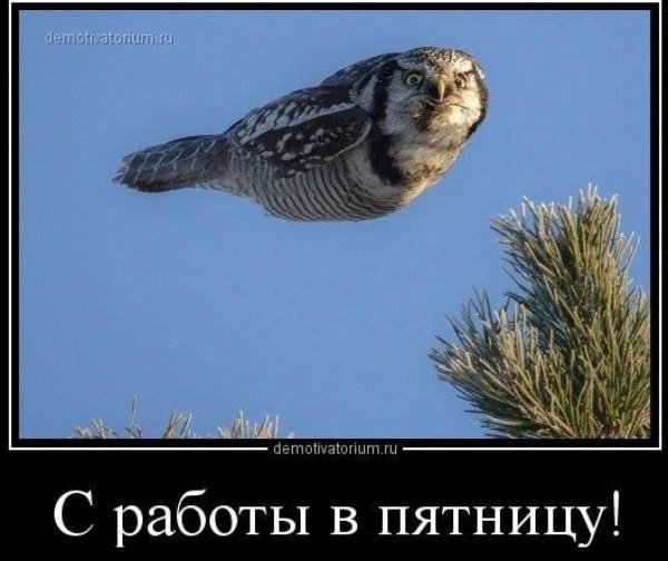 ястребиная сова