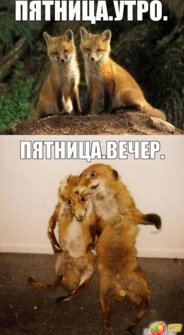 лиса прикол