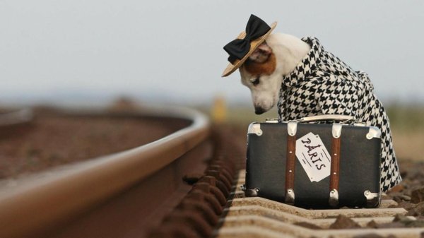 джек рассел терьер