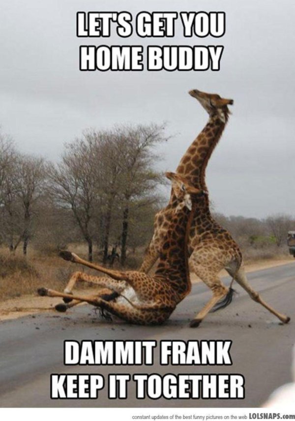 пьяные жирафы