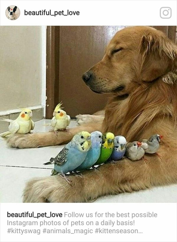 домашние питомцы