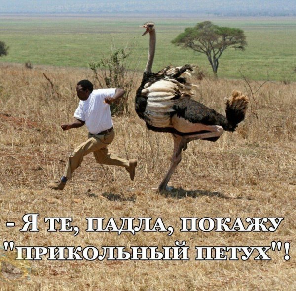 африканские страусы