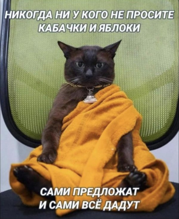 кошачий дзен