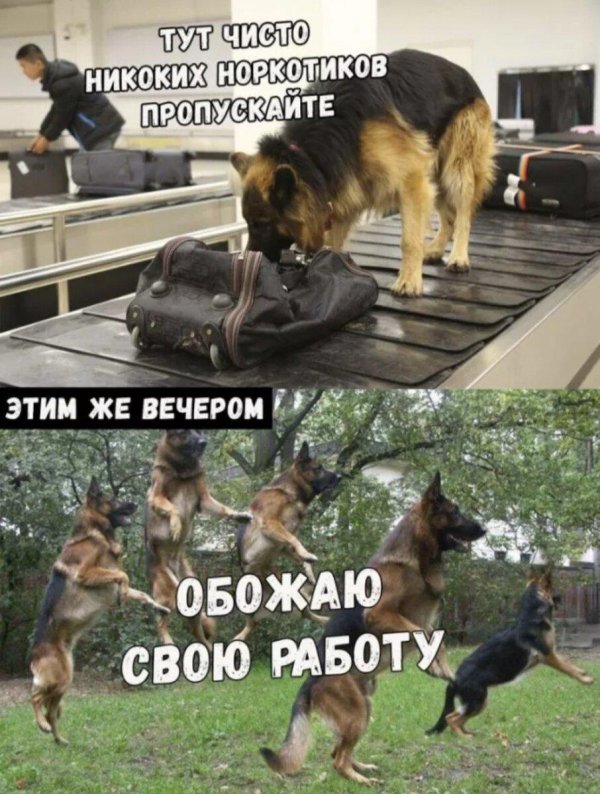 немецкая овчарка