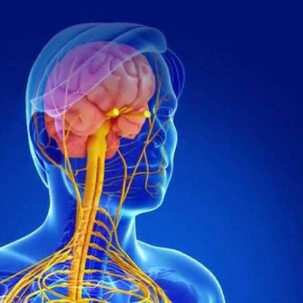 нервной системы