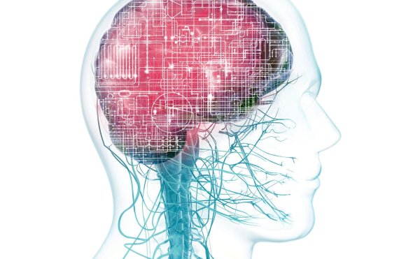 головной мозг человека