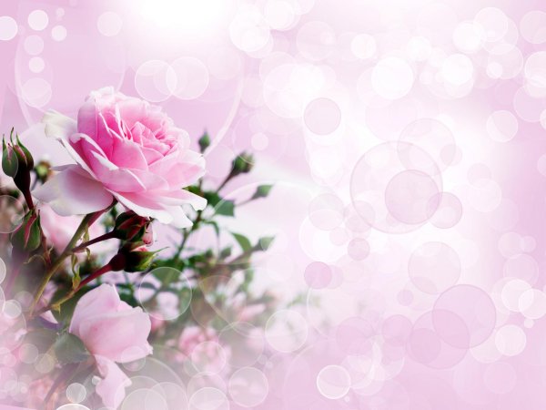 фон с цветами для поздравления