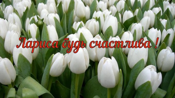 белые тюльпаны