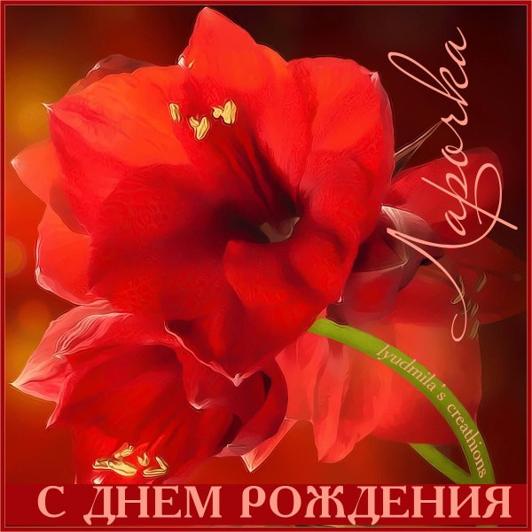 амариллис красный